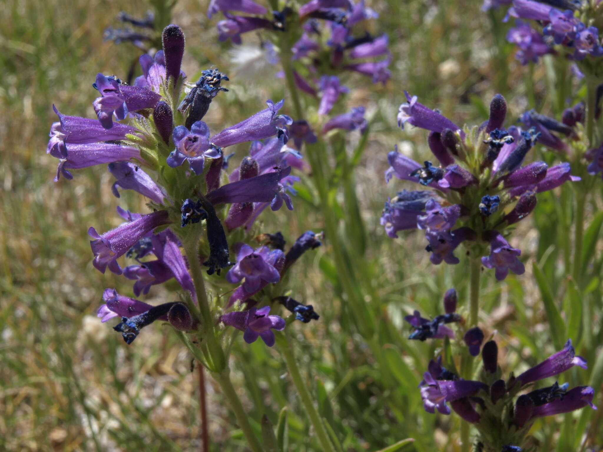 Image of Penstemon heterodoxus var. heterodoxus