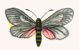 Image of almond leaf skeletonizer moth