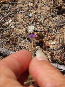 Image of Monterey gilia