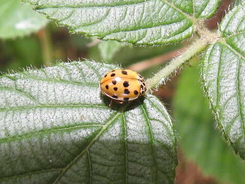 Image of Ladybird beetle