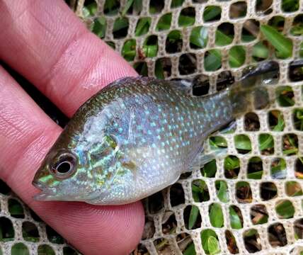 Image of Dollar Sunfish