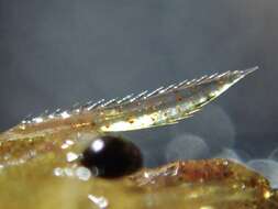 Image of <i>Caridina lanceifrons</i>