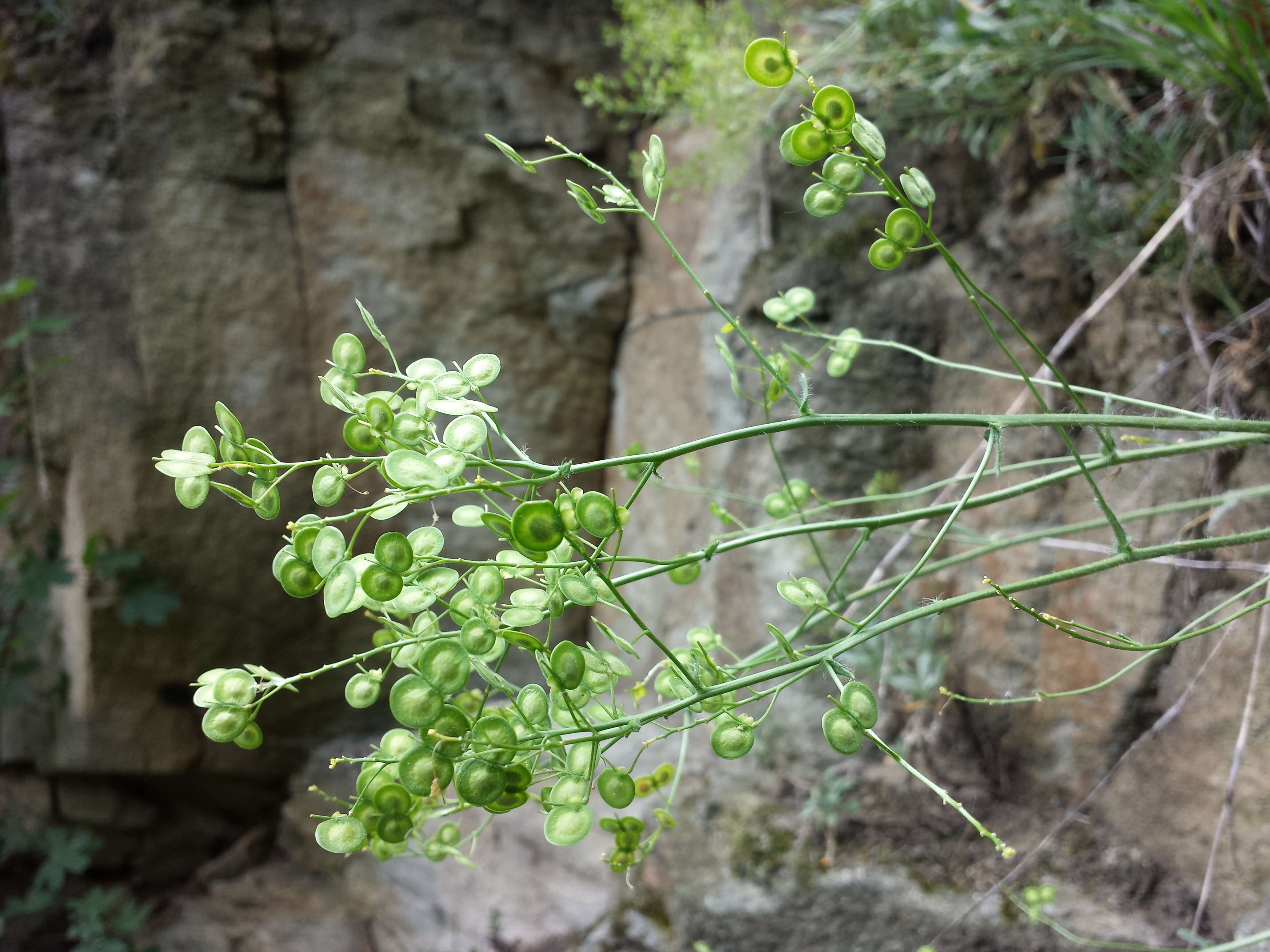 Image of Buckler Mustard