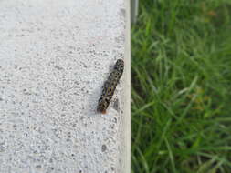 Image of Spodoptera littoralis Boisduval 1833