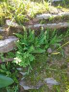 Imagem de Cheilanthes hastata (L. fil.) Kunze