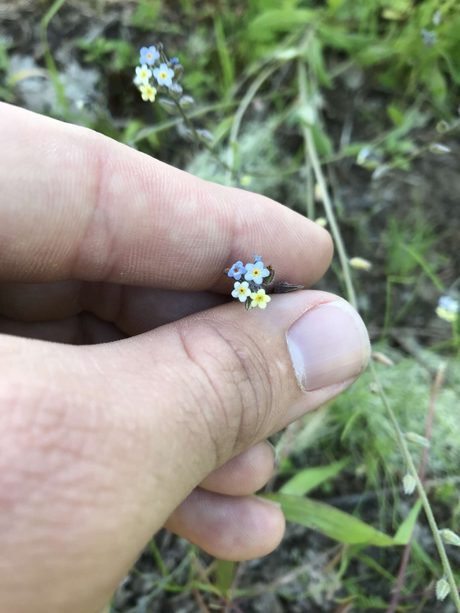 Imagem de Myosotis discolor Pers.