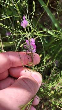 Image of Seminole False Foxglove