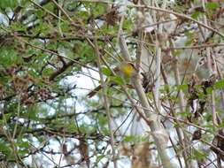 Image of Rufous-capped Warbler