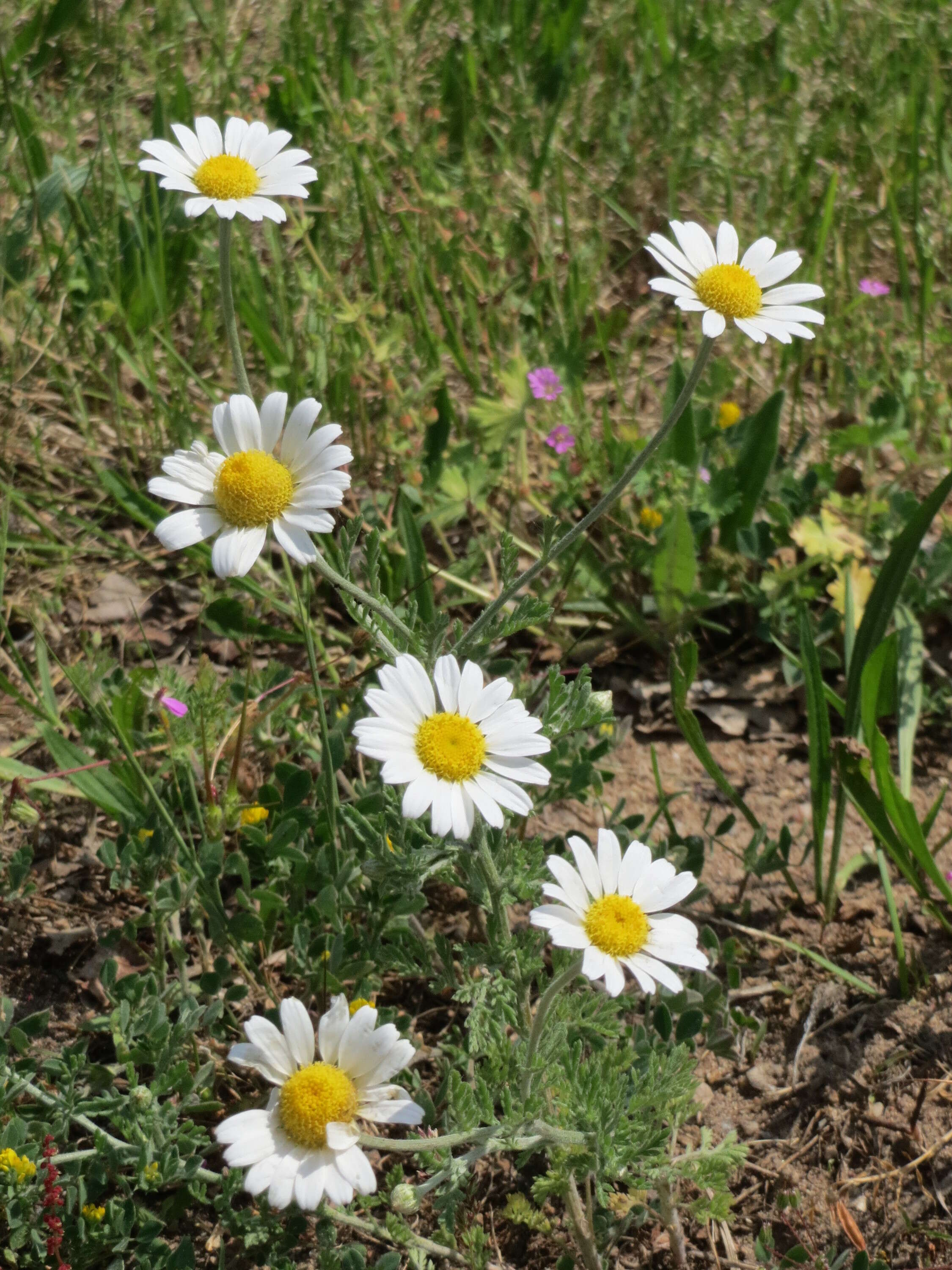 Anthemis arvensis L. resmi