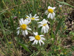 Anthemis arvensis L. resmi