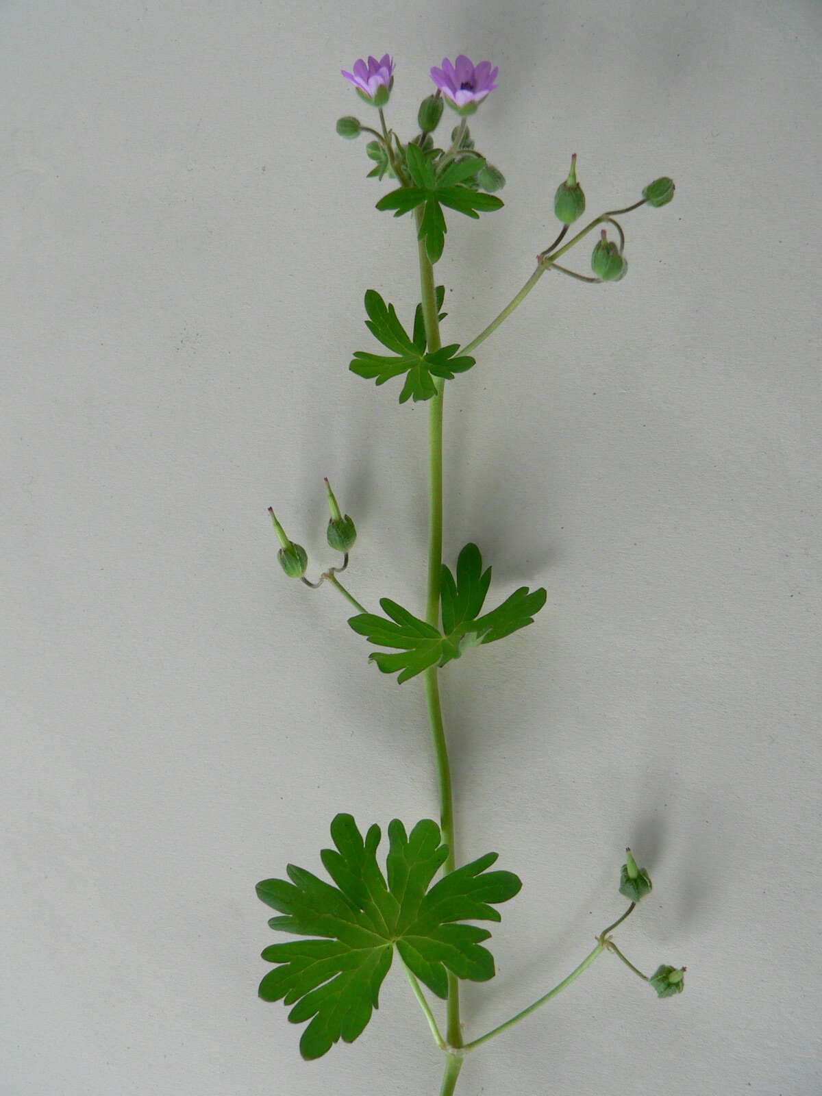 Imagem de Geranium molle L.