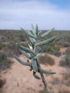 Image of Crassula ammophila Tölken