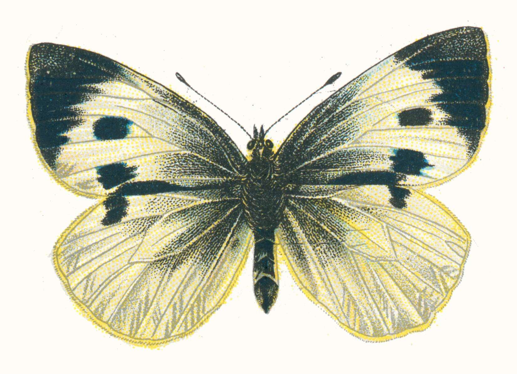 Image of cabbage butterfly