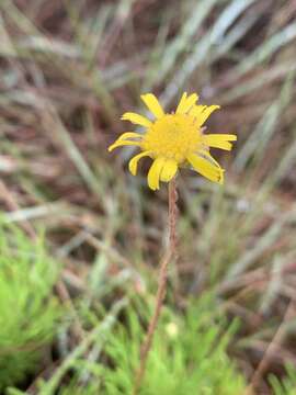 Imagem de Euryops pedunculatus N. E. Br.