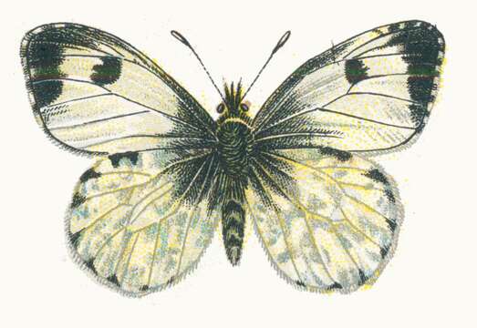 Image of orange tip