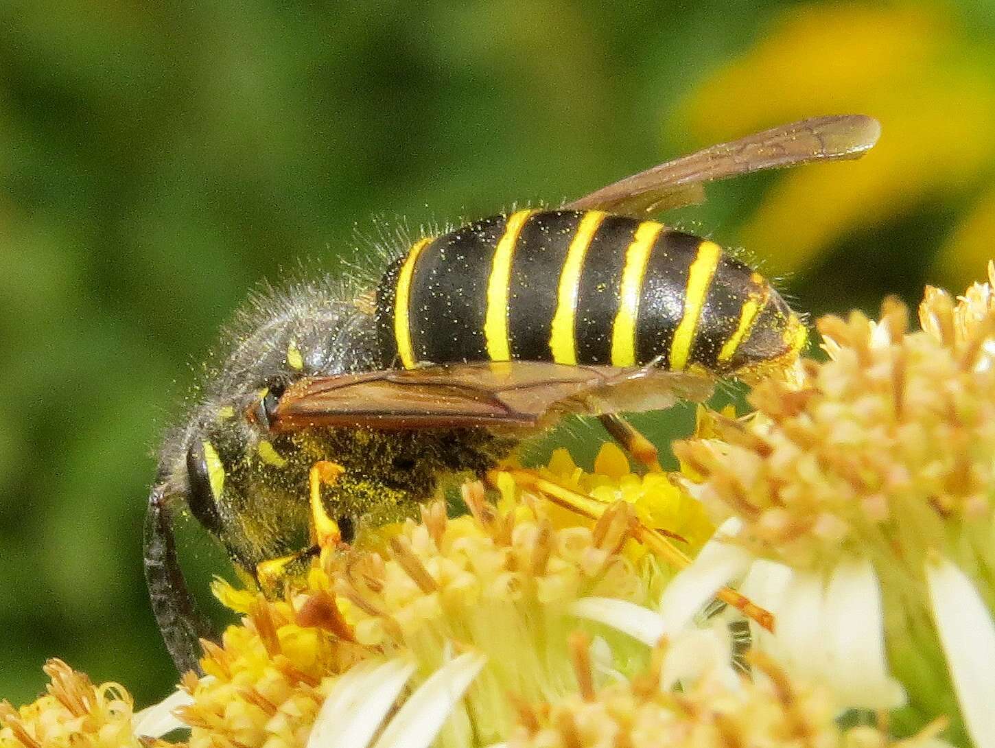 Image of Northern Aerial Yellowjacket