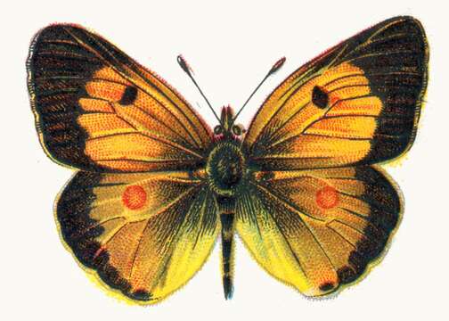 Image of clouded yellow