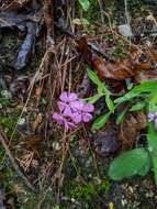 Слика од Silene caroliniana subsp. wherryi (Small) R. T. Clausen