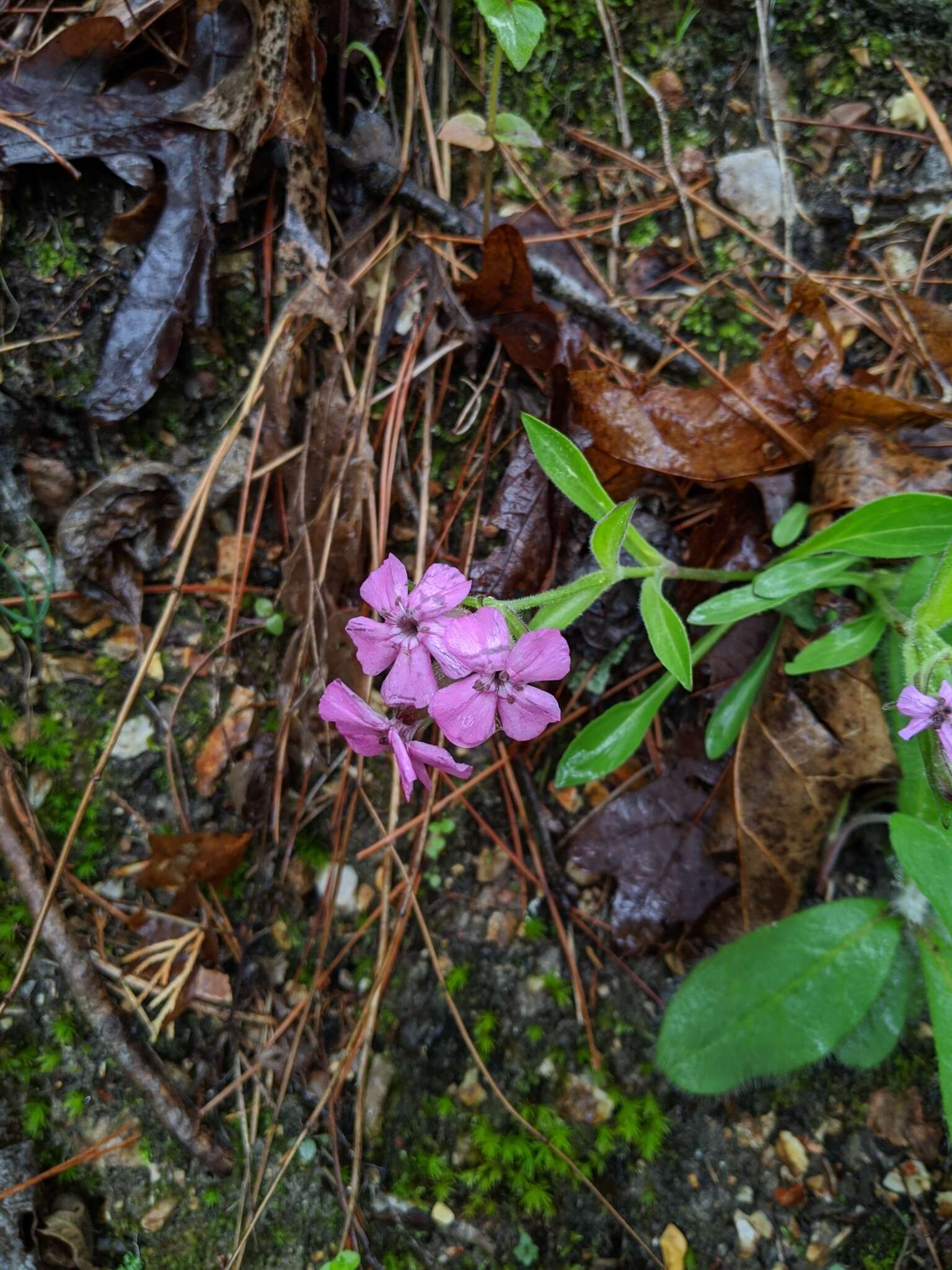 Слика од Silene caroliniana subsp. wherryi (Small) R. T. Clausen