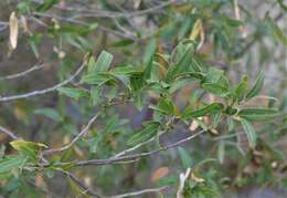 Image of Argentine senna