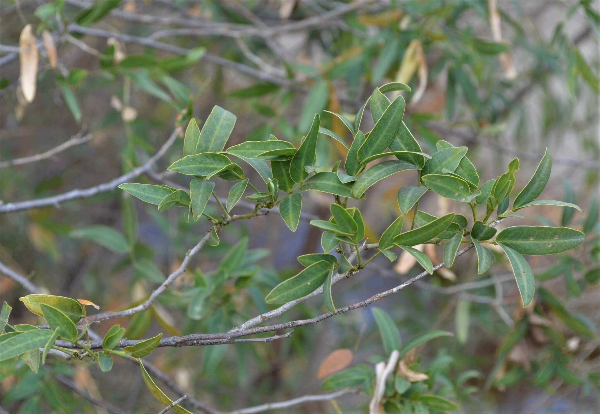 Image of Argentine senna