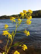 Image of Great Yellow-cress