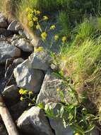 Image of Great Yellow-cress