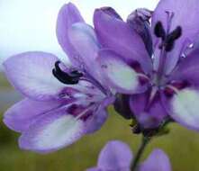 Image of Babiana fragrans (Jacq.) Steud.