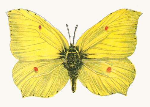 Imagem de Gonepteryx rhamni (Linnaeus 1758)