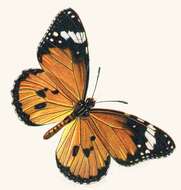 Image of Plain tiger