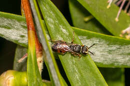 Image of Hylaeus littleri (Cockerell 1918)