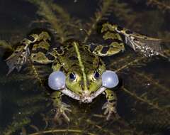 صورة Pelophylax esculentus