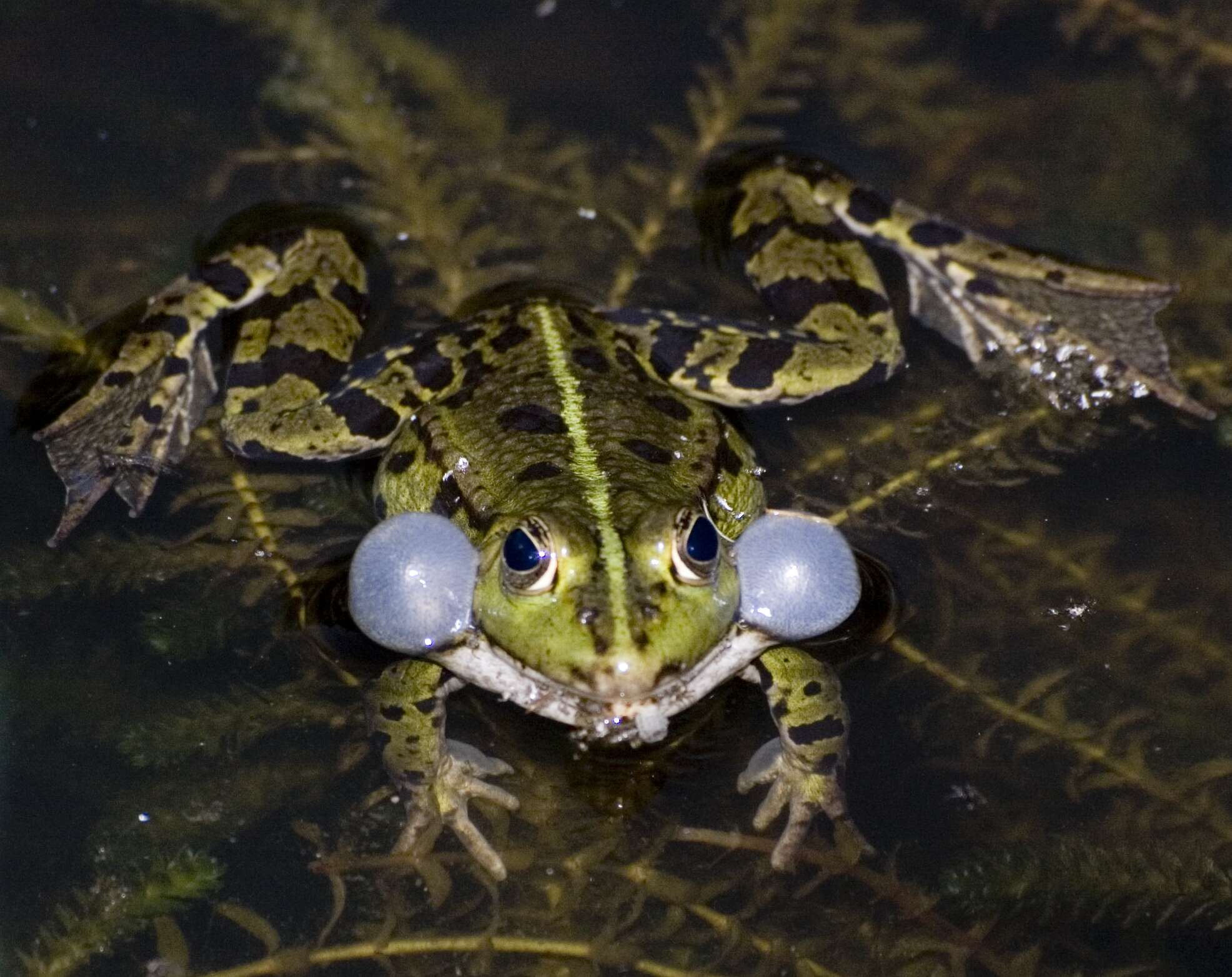 صورة Pelophylax esculentus