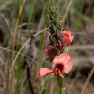 Слика од Indigofera complanata Spreng.