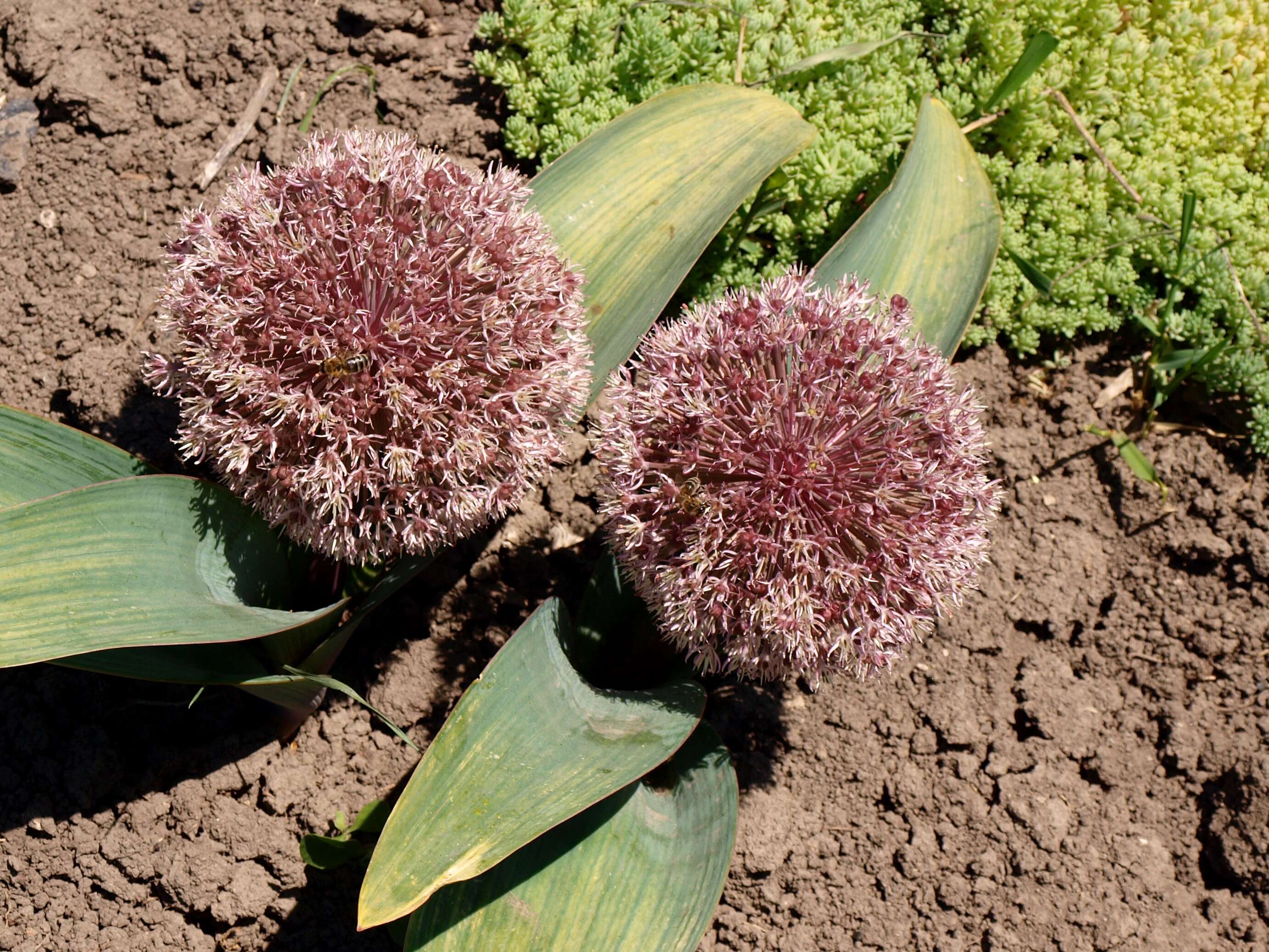 Image of Turkestan onion