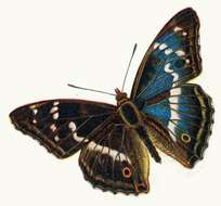 Image of purple emperor