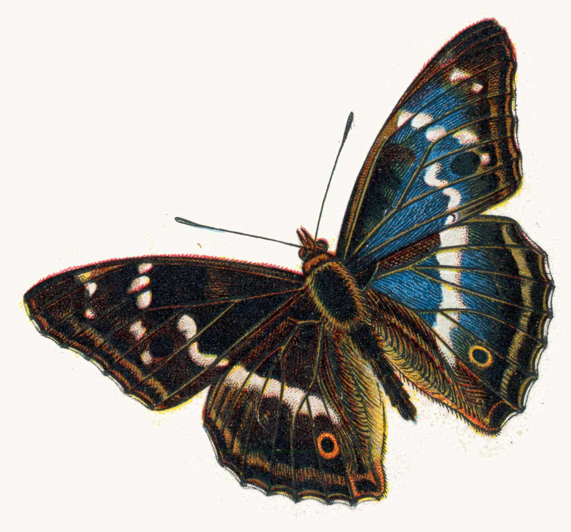 Imagem de Apatura iris Linnaeus 1758