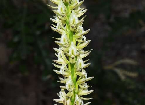 Image of Christmas leek orchid