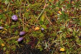 Image of Gentianella cerastioides (Kunth) Fabris