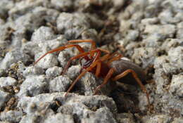 Image de Dysdera crocata C. L. Koch 1838