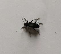 Image of Darkling beetle