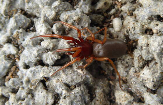 Слика од Dysdera crocata C. L. Koch 1838