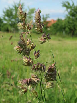 Image of Cocksfoot or Orchard Grass