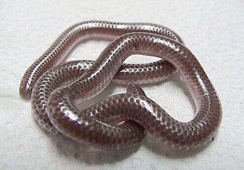 Image of Slender blind snakes