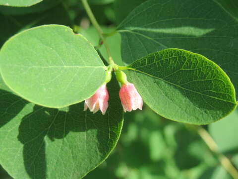 Image of common snowberry