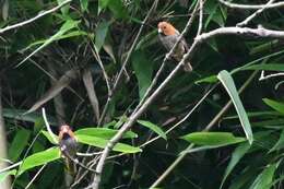 Image of Short-tailed Parrotbill