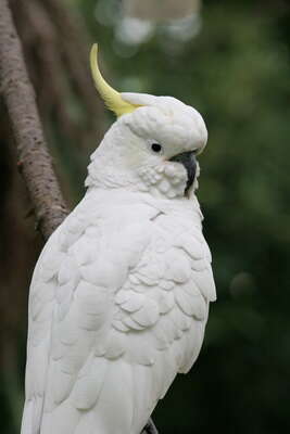 Image of Sulphur-crested Cockatoo