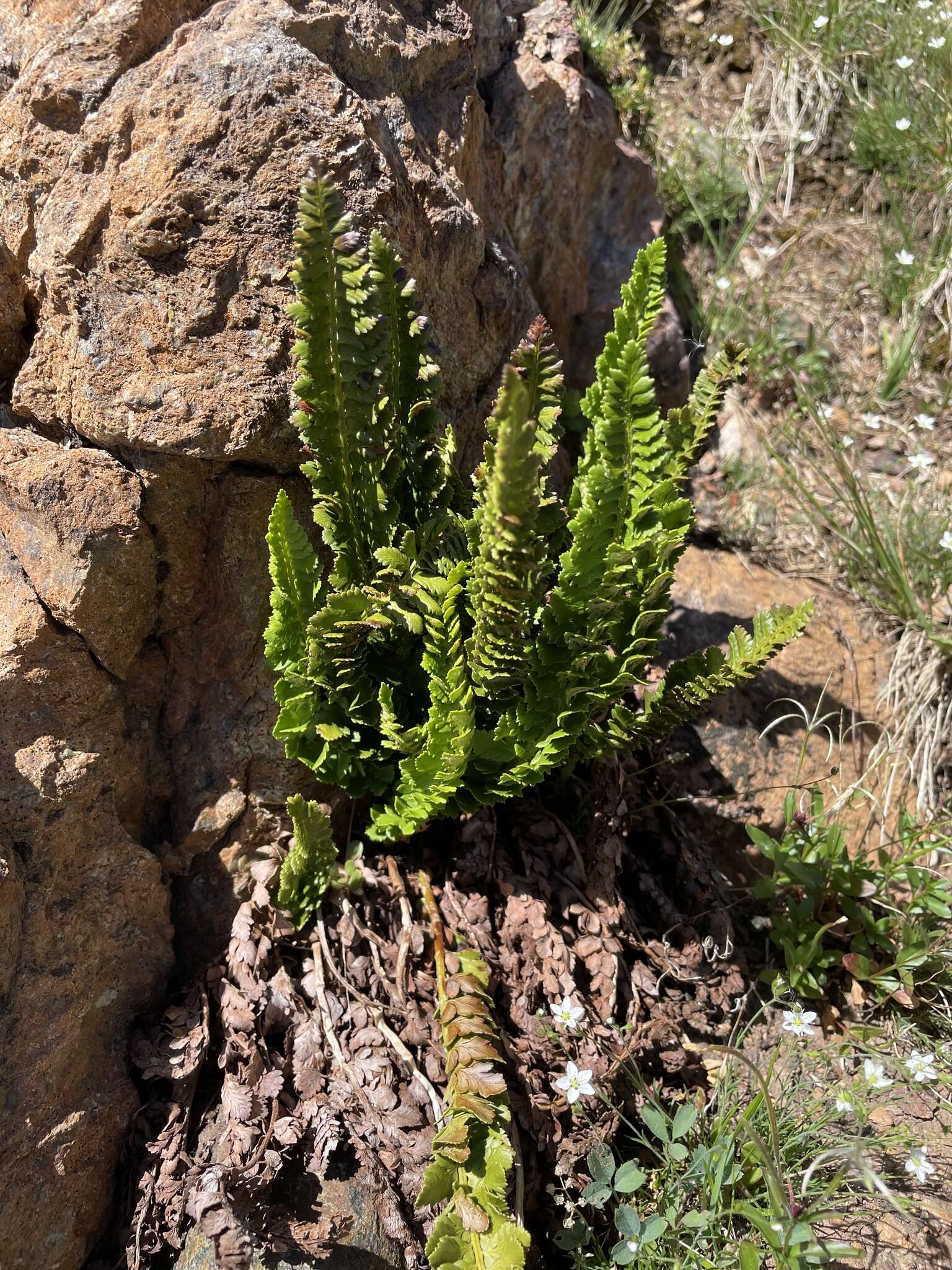 Image de Polystichum kruckebergii W. H. Wagner