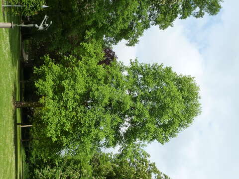 Image of Tulip tree