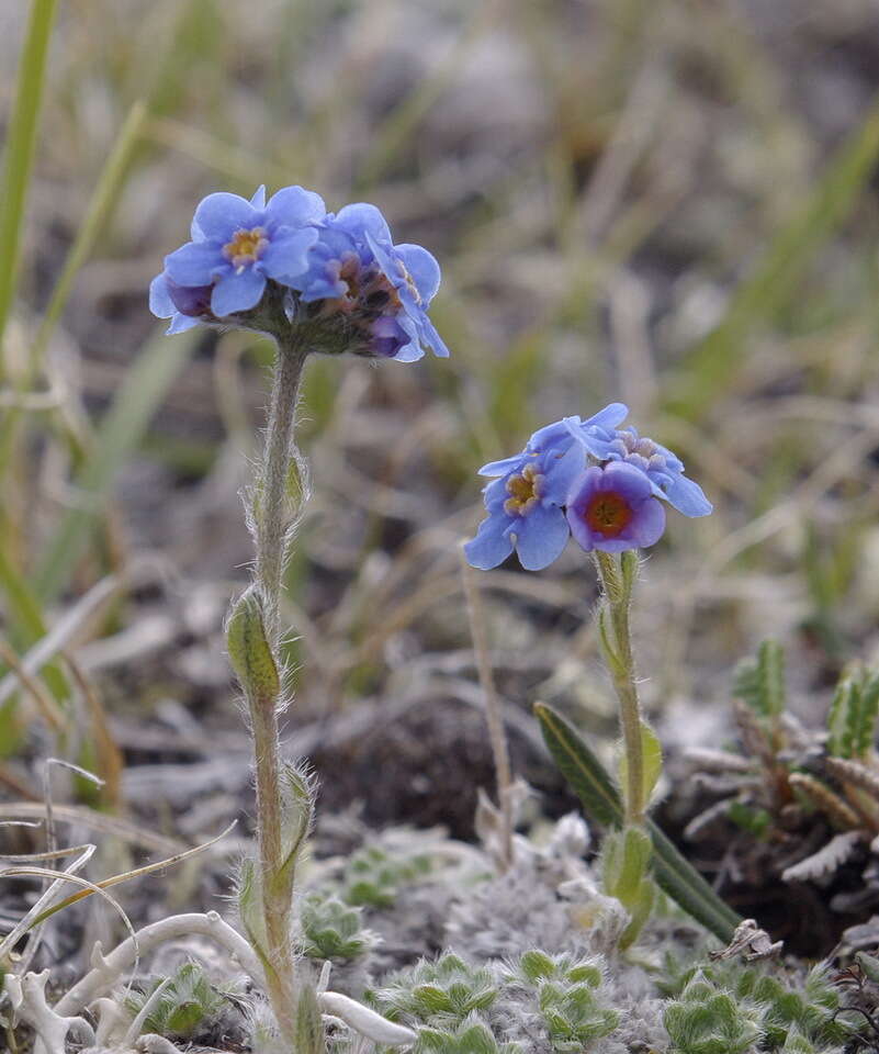 صورة Eritrichium nanum var. aretioides (Cham.) Herder